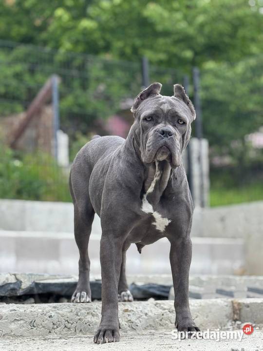 Czarna smoła suczka Cane Corso ZKwPFCI Kraków