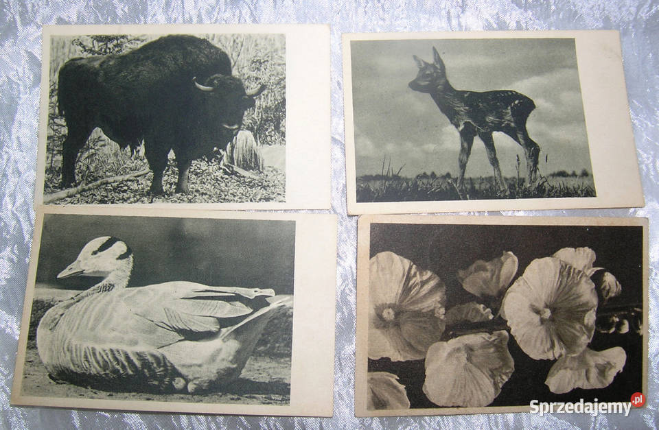 pocztówki vintage fotografie W PuchalskiegoD Bartków