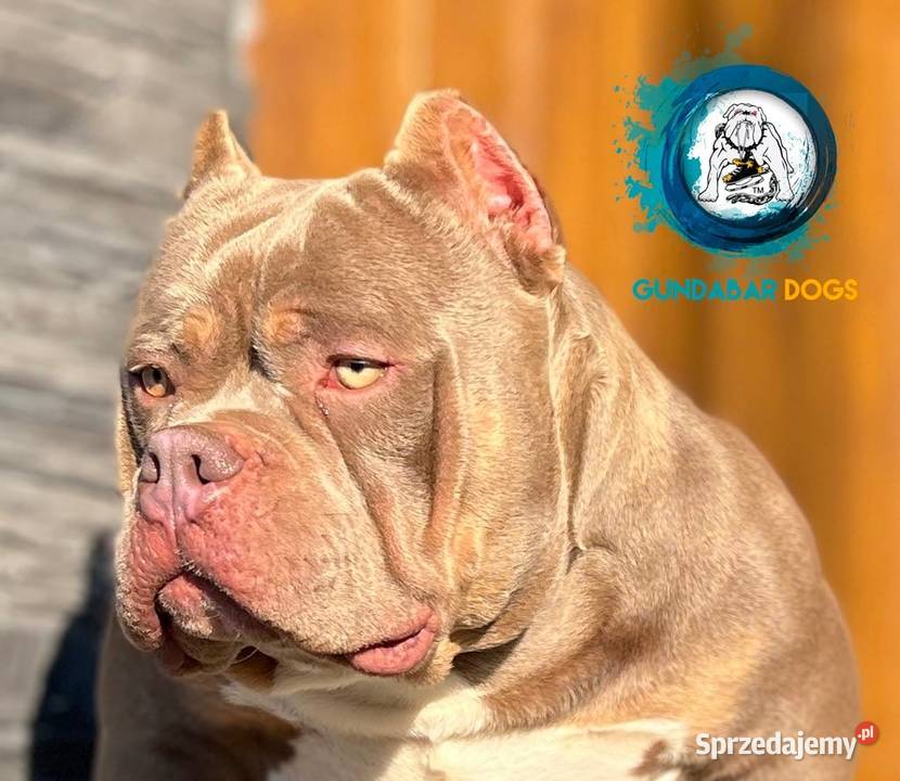 American Bully ABKC Gundabar Dogs suczki Koło sprzedam
