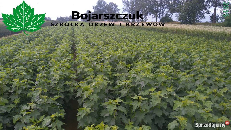 Sadzonki porzeczki czarnej TIHOPE licencja