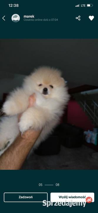Szpic miniaturowy pomeranian rodowodowe Łódź