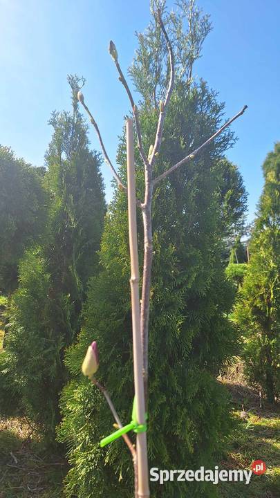 Magnolia Detal 120 Grójec