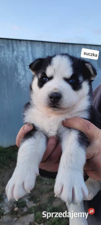 Rasa Husky Siberian Męcina