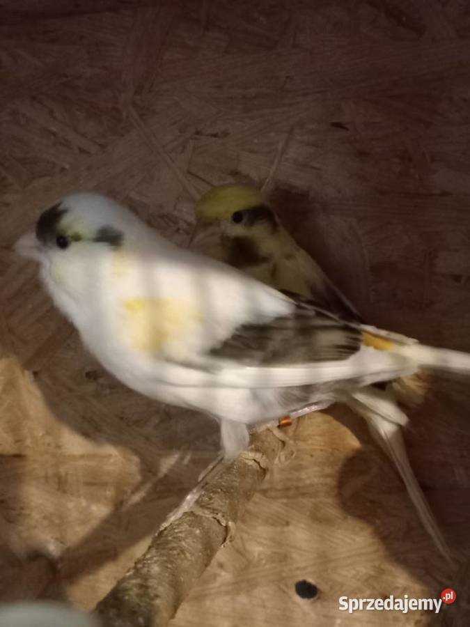 Papugi Rudosterki Modrolotki Ryżowce i inne 2524 Faustianka sprzedam