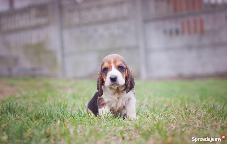 Szczenieta basset hound Championach z rodowodem Jaworzno