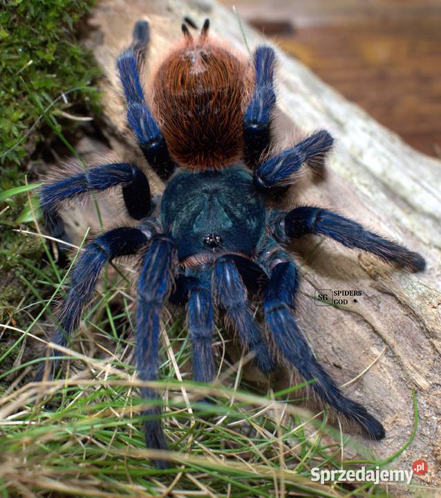 Ptaszniki Chromatopelma cyaneopubescens L1L6 Głogoczów sprzedam