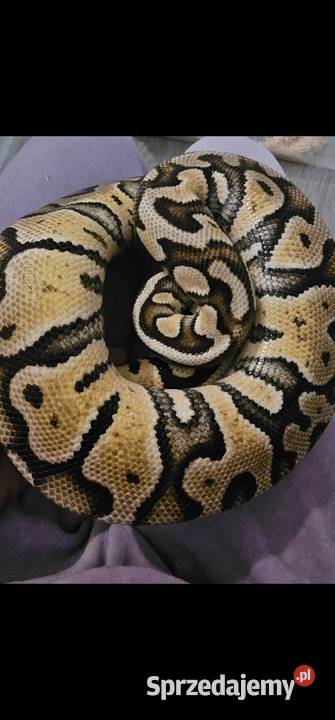Pyton królewski dorosla samica pastel gravel Szczecin
