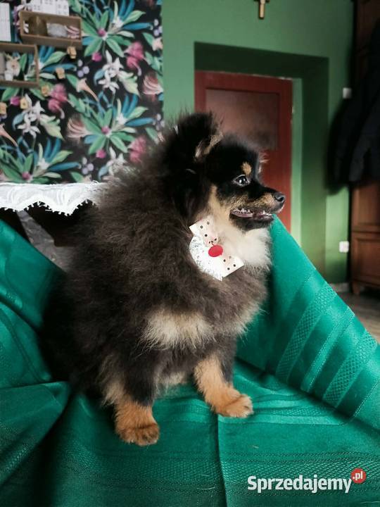 Mały Szpic Niemiecki piękne umaszczenie black Krapkowice