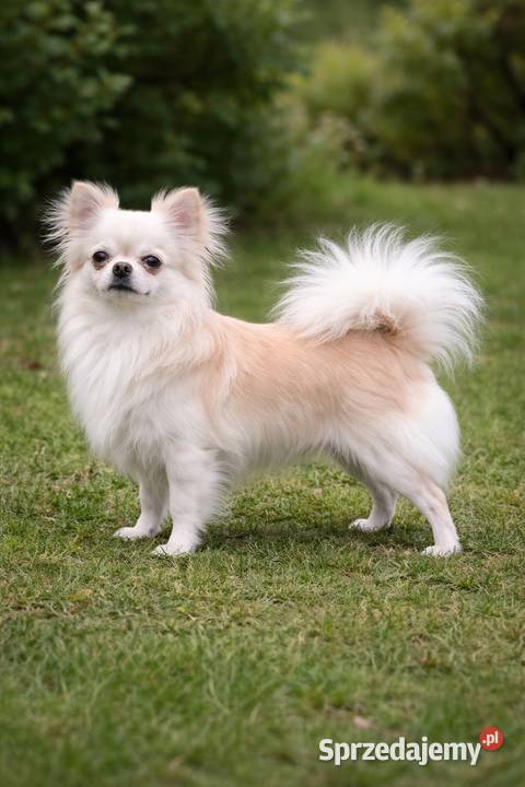 REPRODUKTOR CHIHUAHUA FCI Warszawa