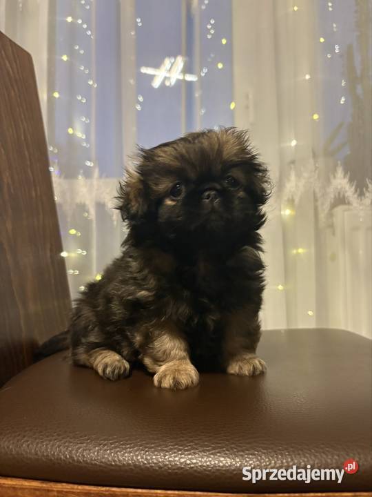 Suczka pekińczyk Lipsko