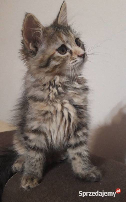 Maine Coon MCO świętokrzyskie