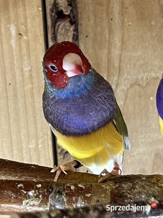 Amadyna wspaniała samiec 2025 r Ruda Śląska