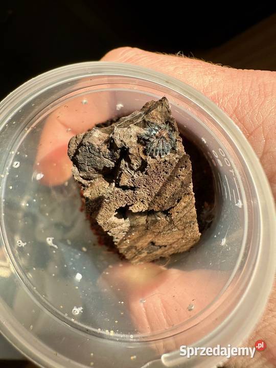 Typhochlaena seladonia L2 10sztuk Kraków