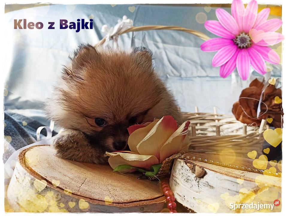 Szpic Miniaturowy Idealne Perełki Różne Kolory Szpic miniaturowy Nysa