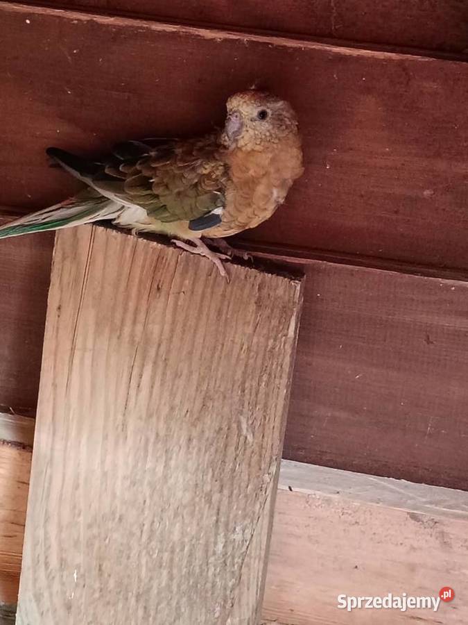 Para świergotek Ptaki Lwówek sprzedam