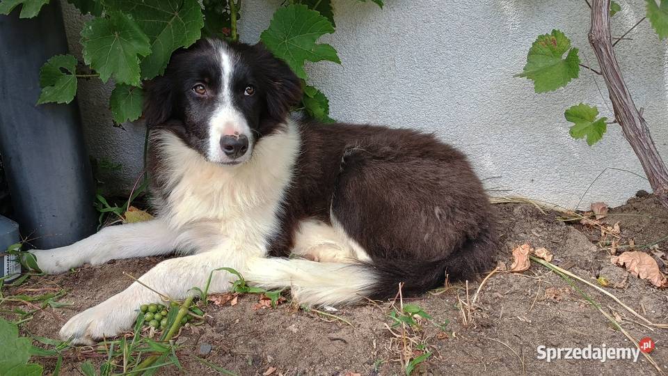Border collie FCI Legionowo usługi dla zwierząt
