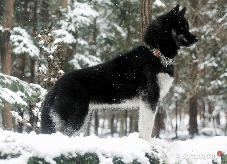 Szczenięta Siberian Husky ZKwPFCI podkarpackie Kolbuszowa