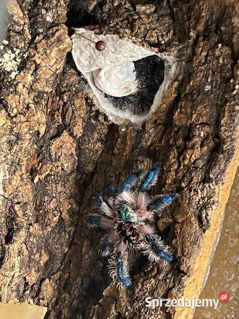 Typhochlaena seladonia L1 Kraków małopolskie