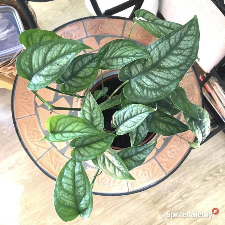 Monstera siltepecana Warszawa