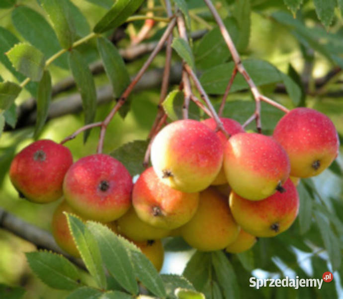 JARZĄB DOMOWY Sorbus domestica NASIONA 300 sztuk Lubanie