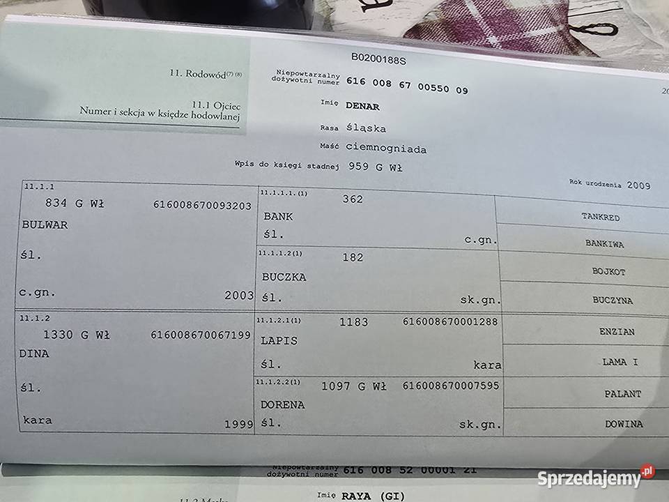 Sprzedam ogierka ślaskiego 10 miesięcy Konie Topólka