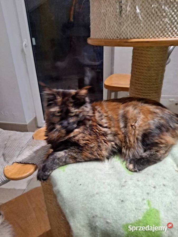 Śliczna koteczka Maine Coon szuka domu mazowieckie