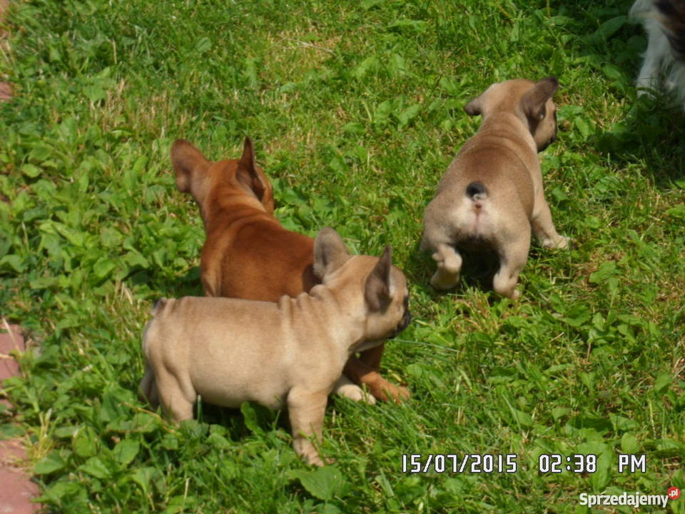 Buldog Francuski rodowód FCI ZKwP Świdnik