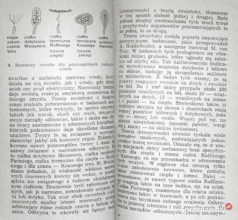 Ból Teofan Maria Domżał