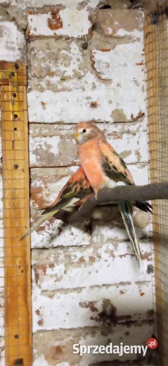 Papugi lilianki mlode Rzeszów