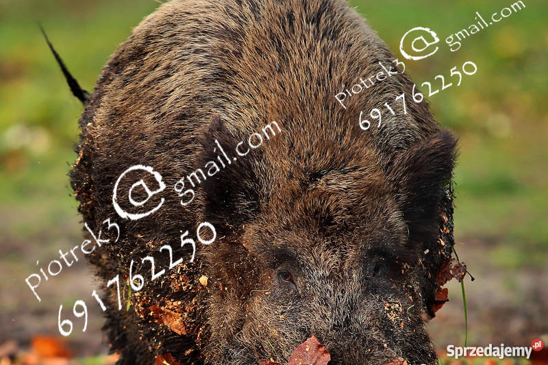 Dzik odyniec Foto obraz Gorzów Wielkopolski