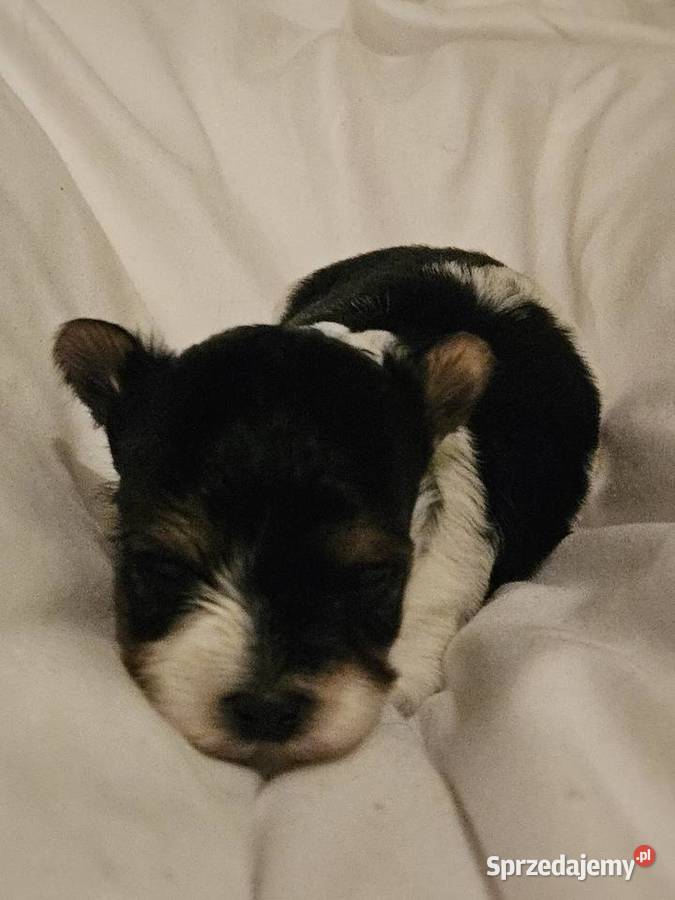 Biewer Yorkshire Terrier suczka pomorskie Somonino