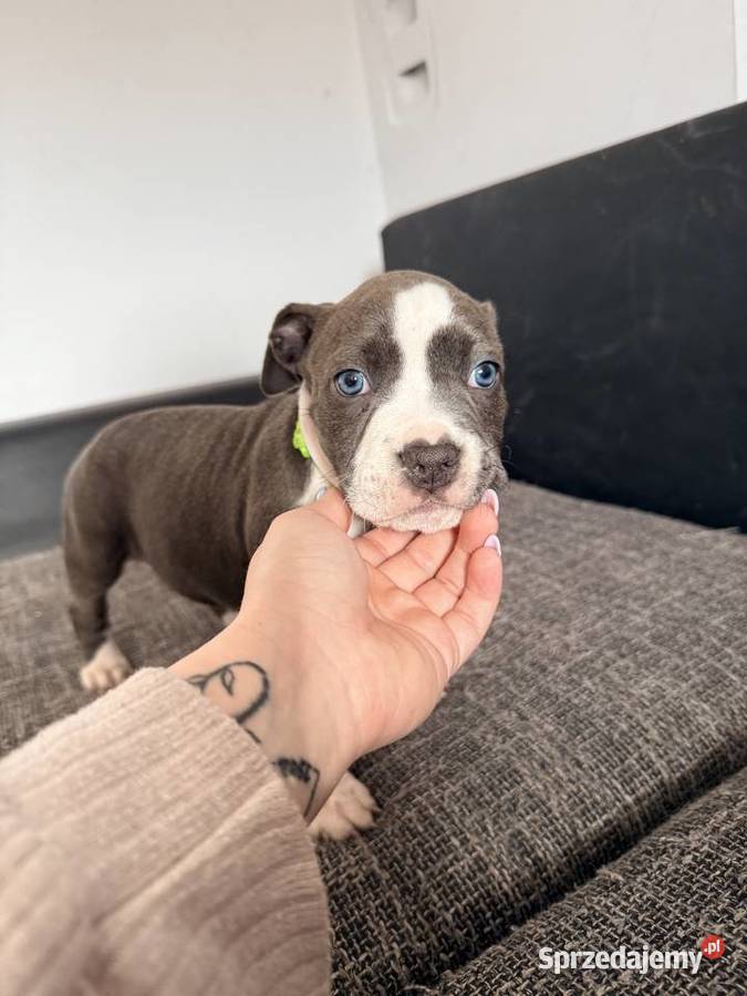 Trzy suczki Amstaff Blue Brzeziny