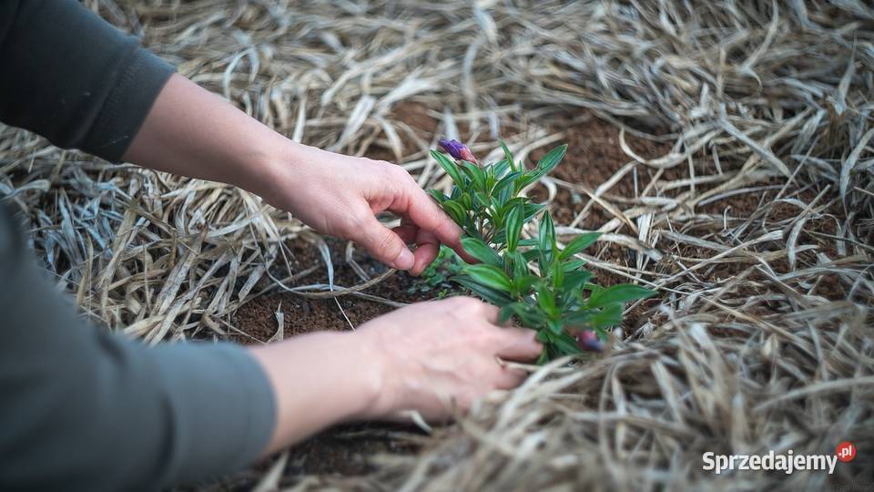 Posadzenie żywopłotu tui na działce ogrodzie Usługi ogrodnicze Wrocław
