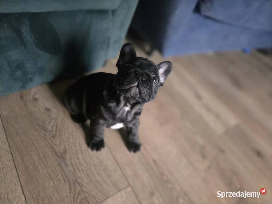 Buldog Francuski Energetyczna Gloria z Rodowodem łódzkie Łódź
