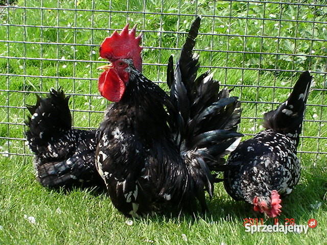 drób ozdobny śląskie