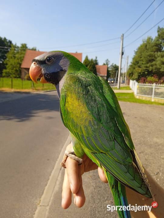 Papuga ręcznie karmiona Aleksandretta Chińska Żernica