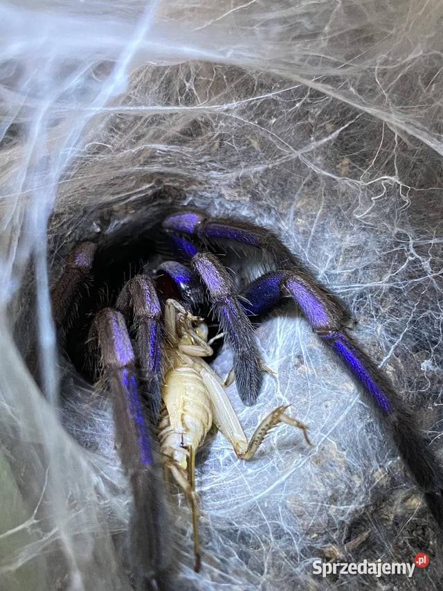 Chilobrachys natanicharum samiczka 45DC
