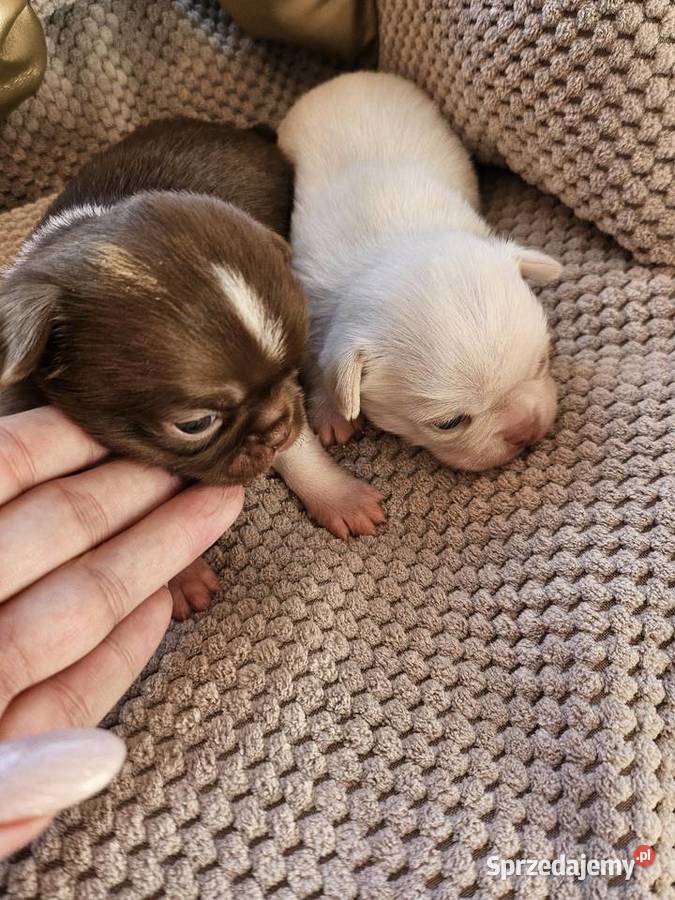 Chihuahua szczenięta typ Laleczki Premium Chihuahua Zwierzęta Żnin