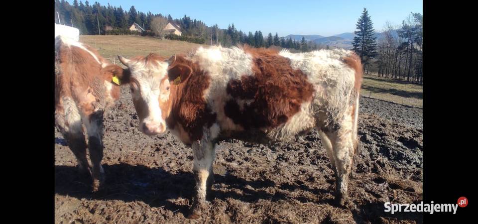 Sprzedam jałówki cielne Binczarowa