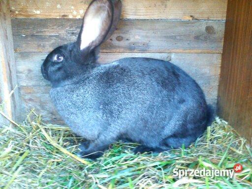 królika rasy Belgijski Olbrzym