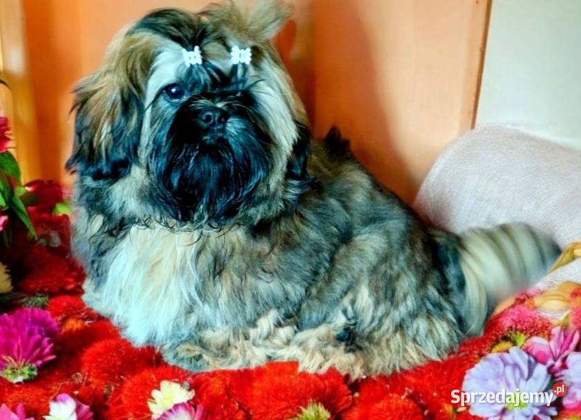 Shih tzu FCI szczeniak Piesek przepiękny Wałbrzych