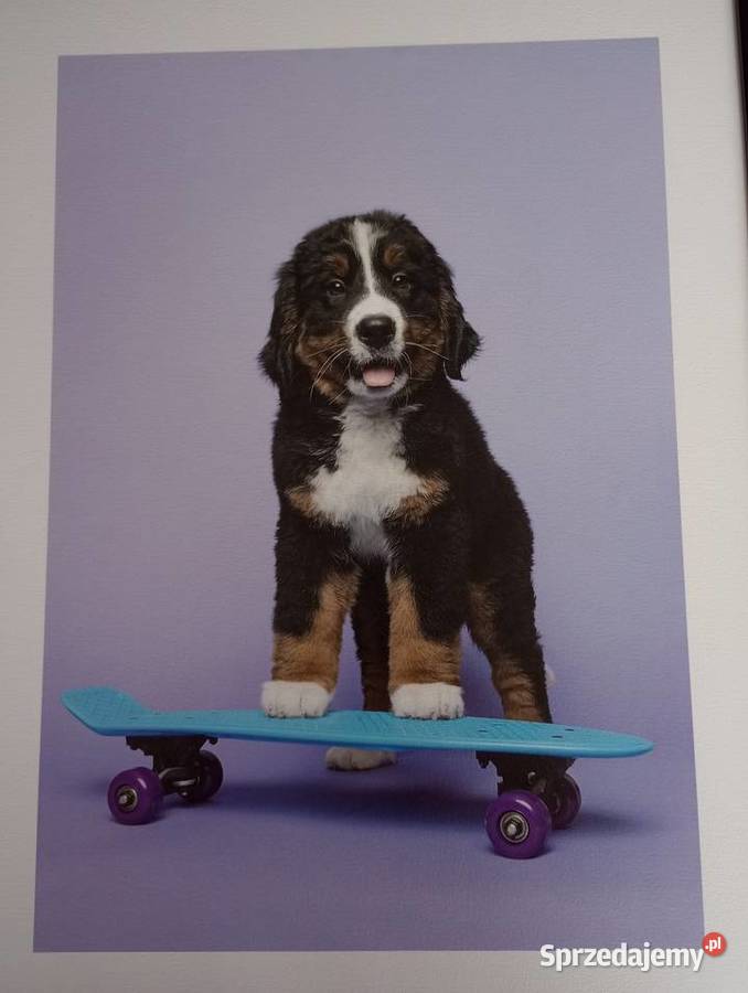 Obraz pies na deskorolce 30x40 Szczecin sprzedam