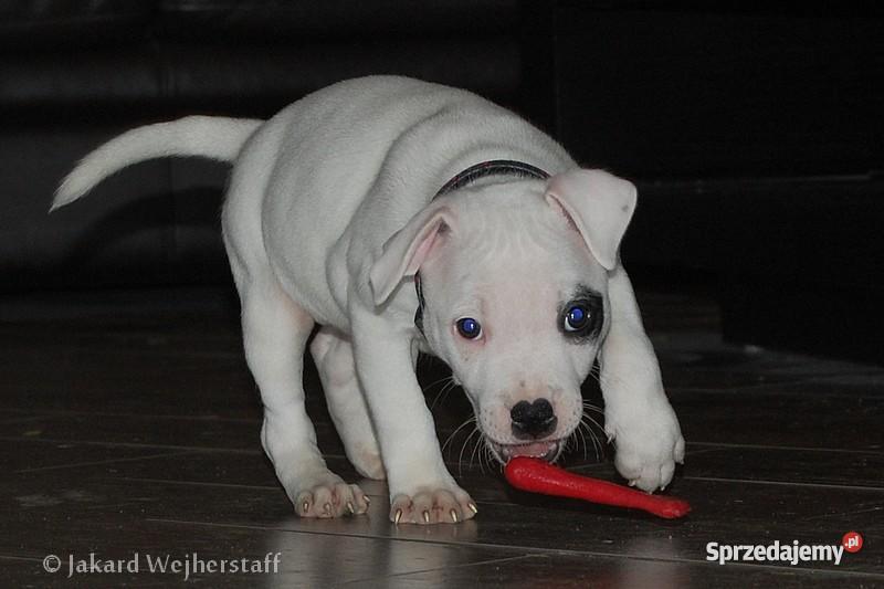 Staffiki szczenięta staffordshire bull terrier Wejherowo
