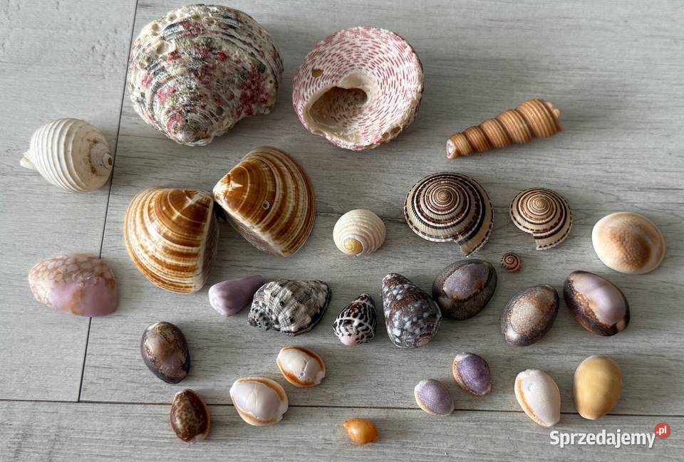 Muszle muszelki muszla naturalne SESZELE Pozostałe łódzkie sprzedam