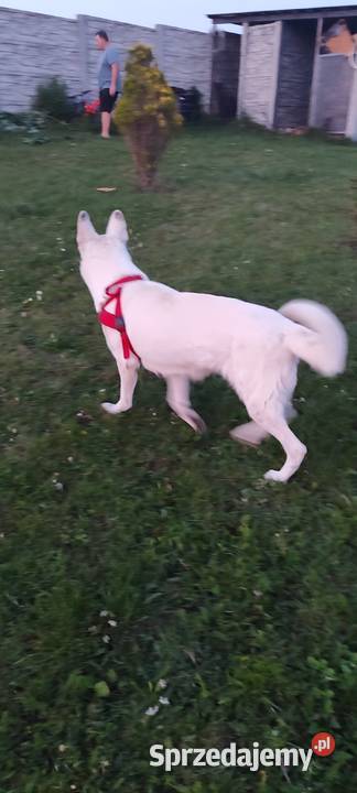 Biały owczarek szwajcarski Poraj