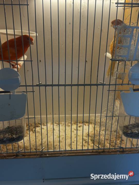 Kanarki Czerwone Skała