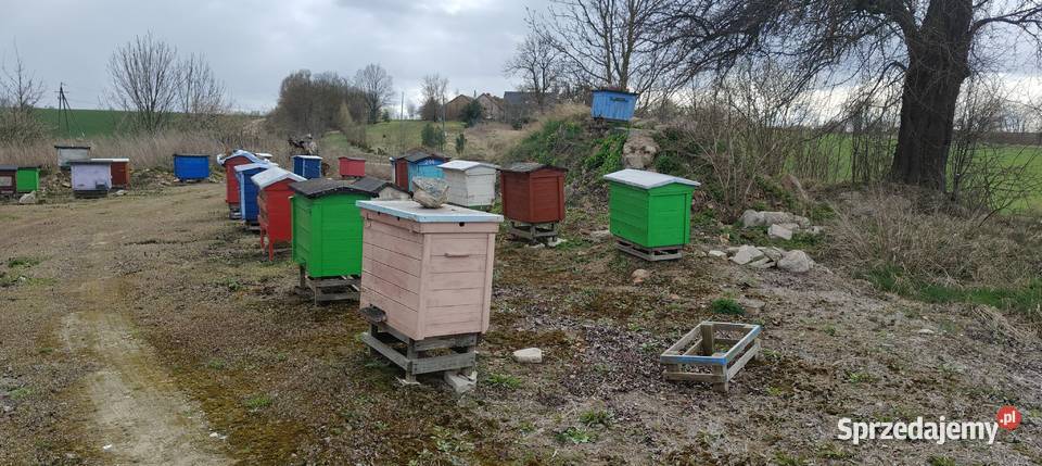 Sprzedam rodziny pszczele ule warszawskie warmińsko-mazurskie Kętrzyn