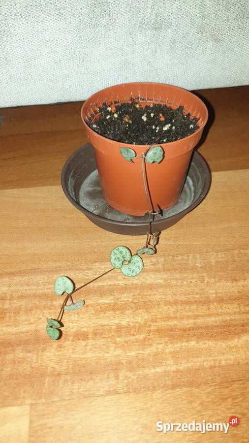 Ceropegia Woodii roślina rosnąca Warszawa