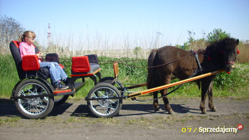 KLACZ KUCA SZETLANDZKIEGO Pleszew