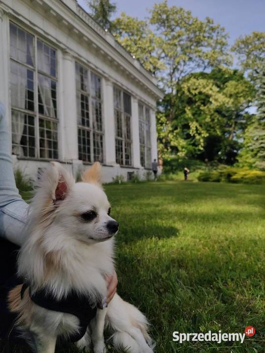 Chihuahua krycie Warszawa usługi dla zwierząt